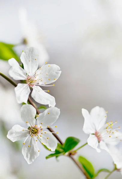 Hvide Kirsebær Træ Blomst Foråret - Stock-foto