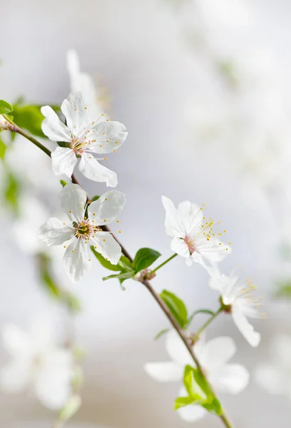 Flor Cerezo Blanco Primavera — Foto de Stock