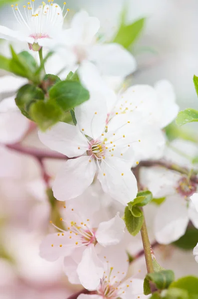 Flor Cerezo Blanco Primavera —  Fotos de Stock
