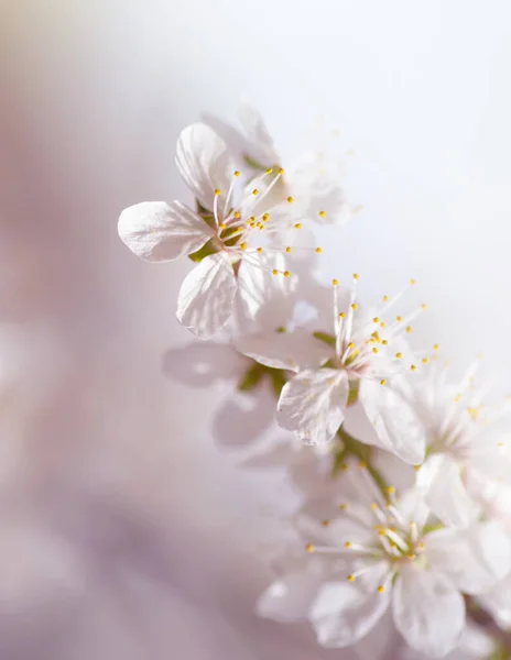 Fiore Ciliegio Bianco Primavera — Foto Stock