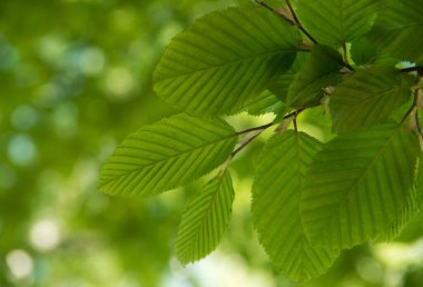 yeşil yapraklar arkaplan dokusu