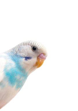 Mavi muhabbet kuşu beyaz arkaplanı izole etti.