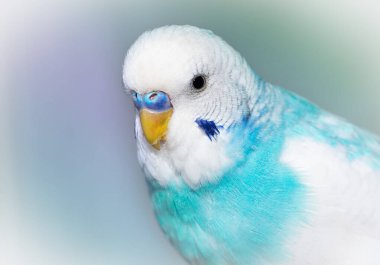 Mavi Budgerigar arkaplan dokusu