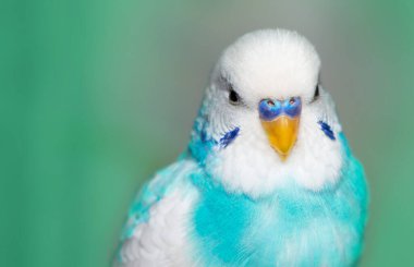 Mavi Budgerigar arkaplan dokusu