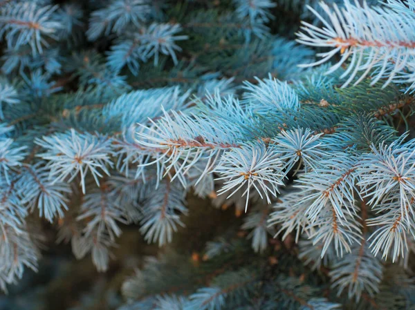 Zweige Der Blaufichte — Stockfoto