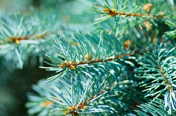 Zweige Der Blaufichte — Stockfoto