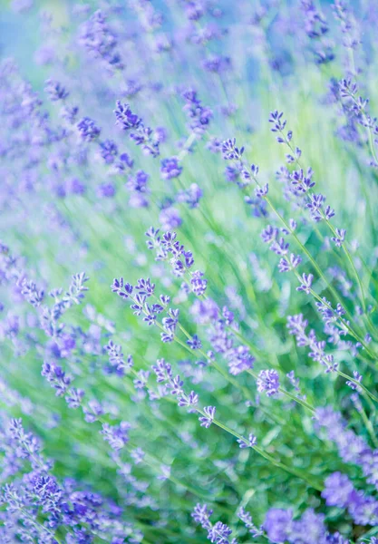 Selective and soft focus on lavender flower, beautiful lavender flower in summer