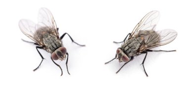 Bir beyaz üzerinde tek başına sinek