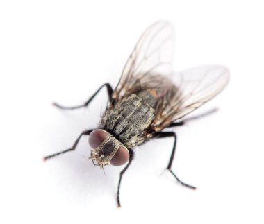 Bir beyaz üzerinde tek başına sinek