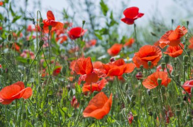 Kırmızı gelincikler yeşil alanda