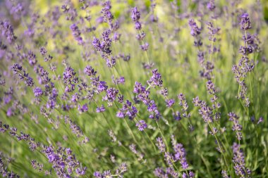 Lavanta çiçeğine seçici ve yumuşak odaklı, yazın güzel lavanta çiçeği