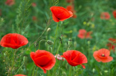 Kırmızı gelincikler yeşil alanda