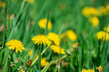 Yeşil çayırda karahindiba