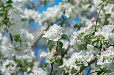 Bahar Elma Çiçeği mavi gökyüzünde.