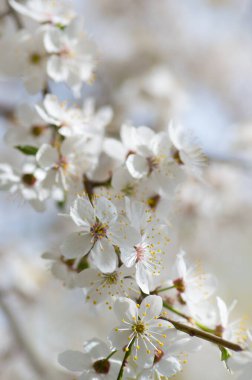 İlkbaharda beyaz arka planda elma çiçekleri açar.