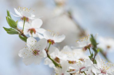 İlkbaharda beyaz arka planda elma çiçekleri açar.