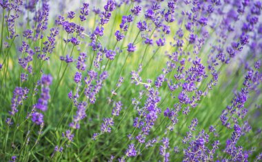 Lavanta çiçeğine seçici ve yumuşak odaklı, yazın güzel lavanta çiçeği