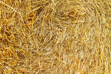 Saman dokusu. Saman balyaları büyük yığın halinde istiflenir. Tarımda hasat..