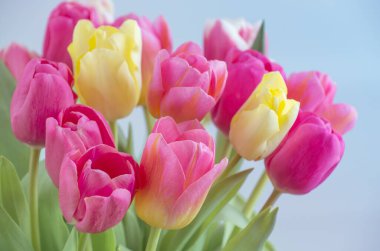 Lale çiçeği karışımı.