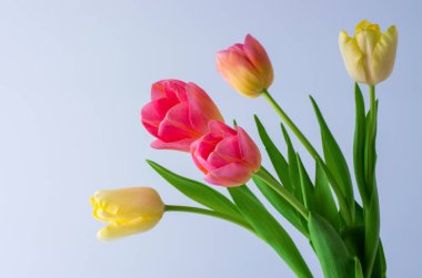 Lale çiçeği karışımı arka plan