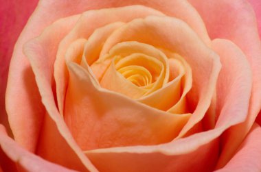 Bir şeftali gülünün makrosunu kapat