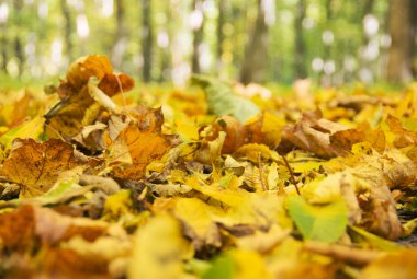 Güzel altın sonbahar manzarası