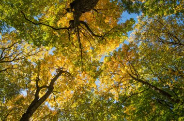 Ormandaki ağaçlarla dolu sonbahar manzarası