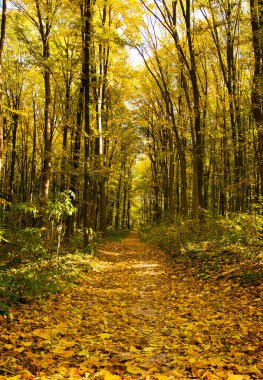 Sonbahar ormanının içinden geçen yol