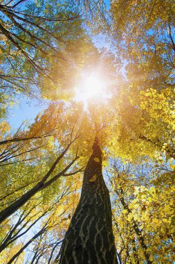 Ormandaki ağaçlarla dolu sonbahar manzarası