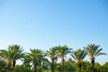 Mavi gökyüzüne karşı palmiye ağaçlarının tropikal arkaplanı.
