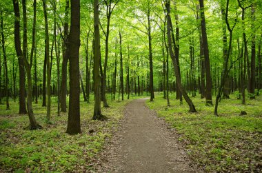 Baharın yeşil ormanında yol