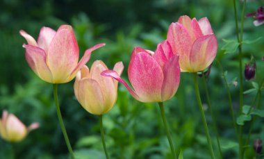 Pink Tulip beautiful close-up 