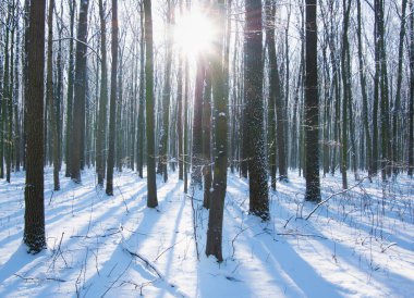 Kış ormanında gün batımı