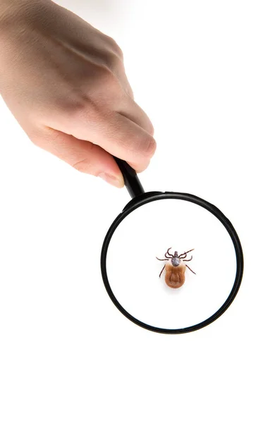 Health Danger Disease Carrier Ticks — Stock Photo, Image