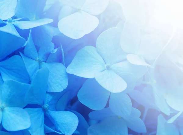 Голубой Фон Гипноза Поверхность Цветов Гортензии — стоковое фото
