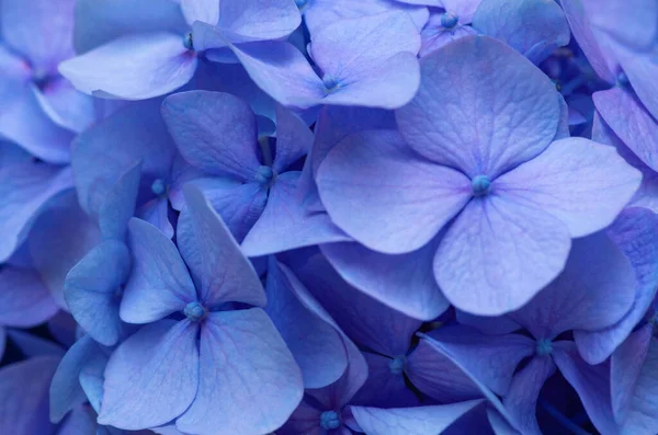 Blaue Hortensie Hintergrund Hortensienblüten — Stockfoto
