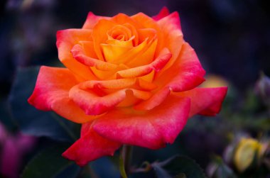 Gül bahçesine yakın çekim