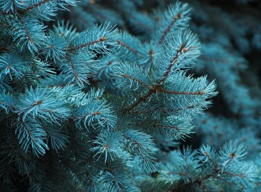 Yeşil arka planda mavi ladin dalları