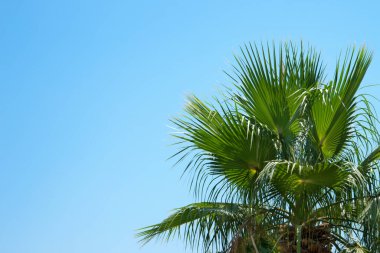 Mavi gökyüzünde palmiye dalları.