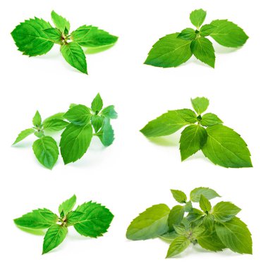 Beyaza izole edilmiş taze nane. Koleksiyon