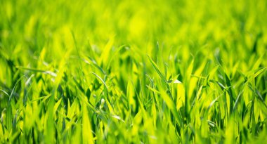 Bir tarladan yeşil çimen dokusu