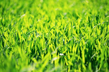 Bir tarladan yeşil çimen dokusu