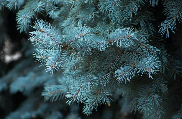 绿色背景上的蓝色云杉分枝 — 图库照片