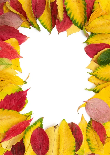 Group Colorful Autumn Leaves Isolated White Background — Stock Photo, Image