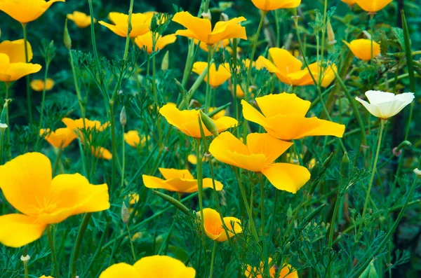 Fleurs Dans Fond Jardin — Photo