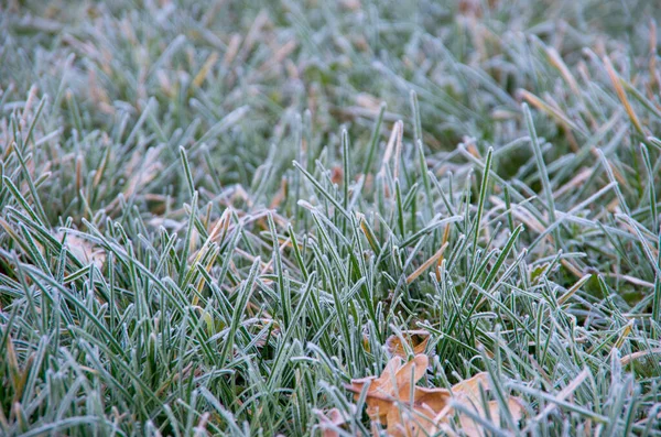 Зимний Фон Утренние Морозы Траве Копировальным Пространством — стоковое фото