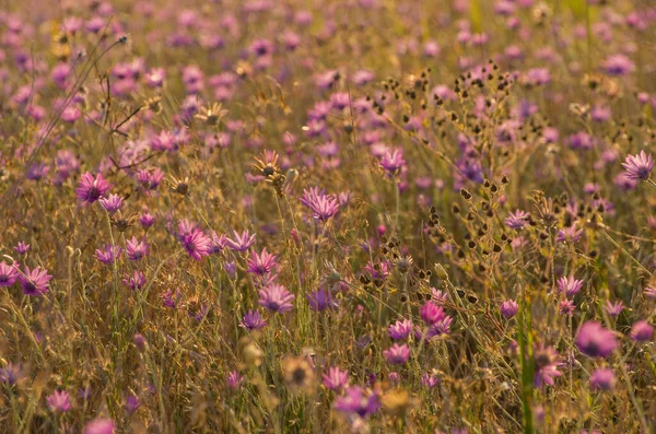 Věčné Immortelle Nebo Xeranthemum Annuum — Stock fotografie