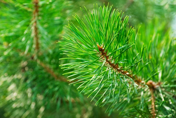 Needles Pine Background — Stock Photo, Image