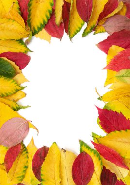 Beyaz arkaplanda izole edilmiş renkli sonbahar yaprakları grubu