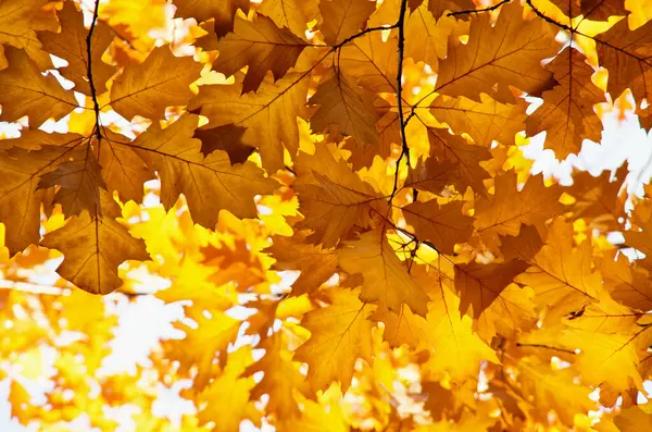 Folhas Outono Brilhantes Ambiente Natural — Fotografia de Stock